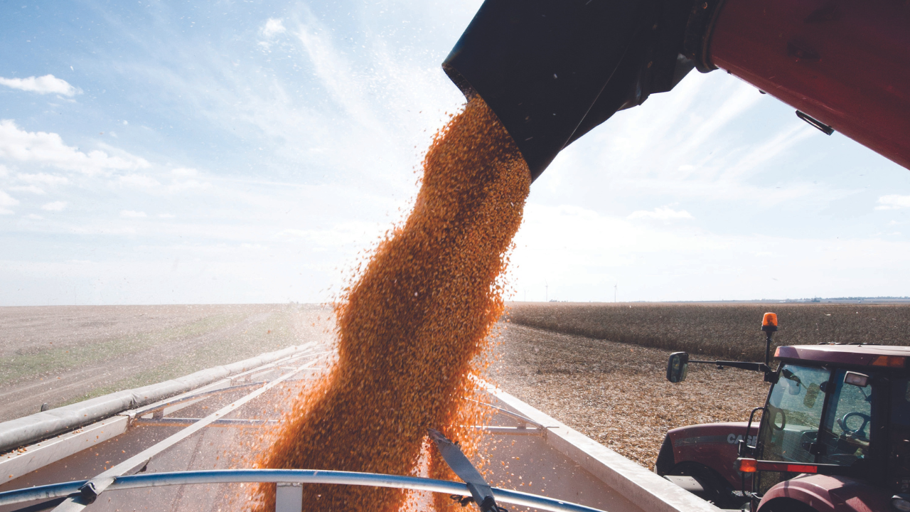 corn-harvest-in-field-thumbnail-1.png